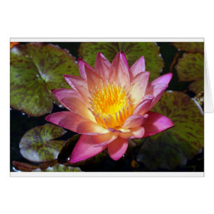 Roze waterLily Fotograaf Wenskaart