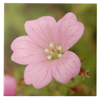 Roze Wild Geranium Tegeltje