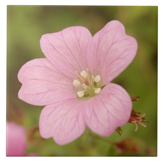 Roze Wild Geranium Tegeltje (Voorkant)