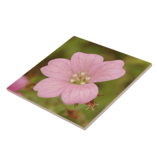 Roze Wild Geranium Tegeltje (Zijkant)