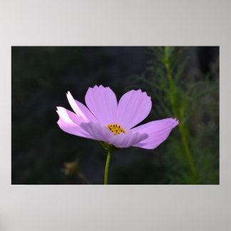 Roze Wildbloem Poster