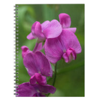 roze wilde bloemen, snoepje