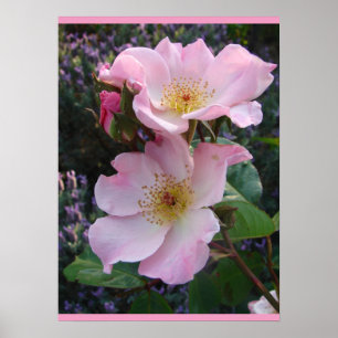 Roze Wilde Roos Kunst Floral Flowers Foto Poster