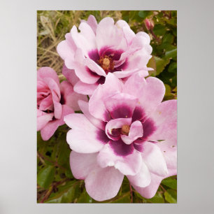 Roze Wilde Roos Rozen Bloementuin Poster