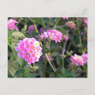 Roze wilde ventilator briefkaart