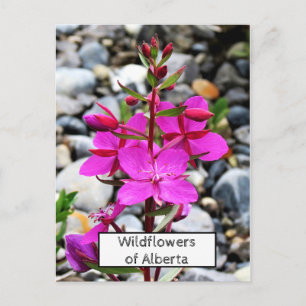  Roze Wildflowers Fireweed Bloom in Nederland Briefkaart