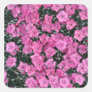 Roze william bloemen vierkante sticker