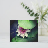 Roze, Wit Water Lilly Fotografie Briefkaart (Staand voorkant)