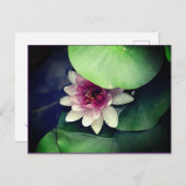 Roze, Wit Water Lilly Fotografie Briefkaart (Voorkant / Achterkant)