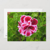 roze witte bloem briefkaart (Voorkant / Achterkant)