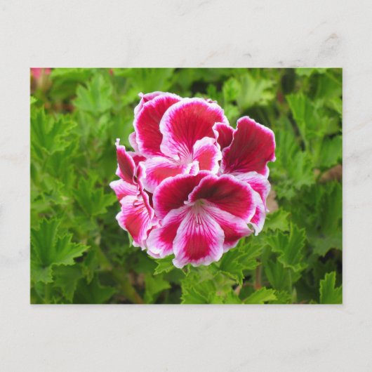 roze witte bloem briefkaart (Voorkant)