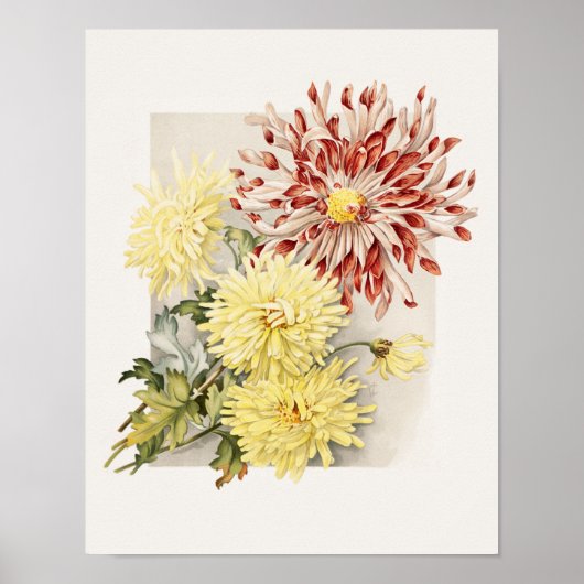 Roze, witte en gele  chrosanthema poster (Voorkant)