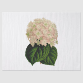 Roze Witte Groene Hortensia Bloemen #2 Tiss Tissuepapier
