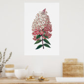 Roze witte hydrangea poster (Keuken)