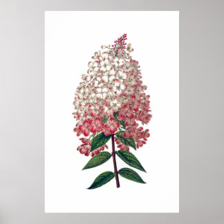 Roze witte hydrangea poster