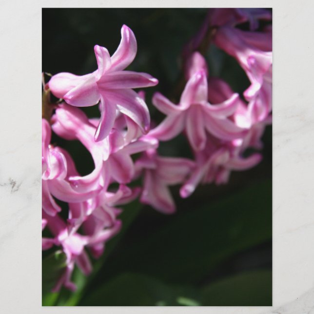 Roze-witte lentebloemen (Voorkant)