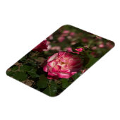 Roze & Witte Roos Magneet (Linkerzijde)