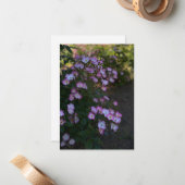 Roze & Witte Struik Roos Notitiekaartje (Voorkant / Achterkant in situ)