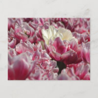 Roze witte Tulpen Patroon DIY Briefkaart