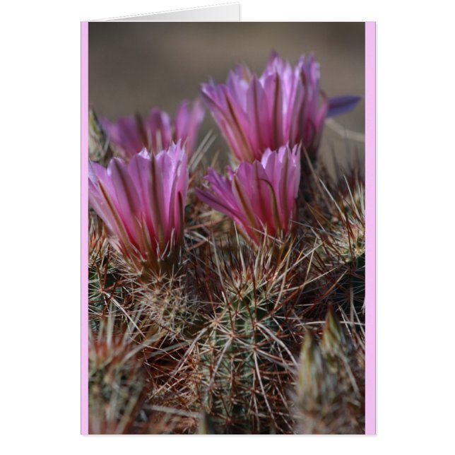 Roze woestijncactus bloom (Voorkant)