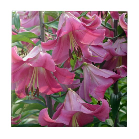 Roze zetmeellierbloemen tegeltje (Voorkant)