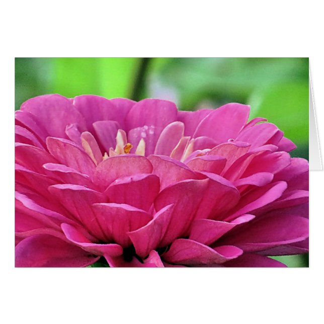 Roze Zinnia (Voorkant Horizontaal)
