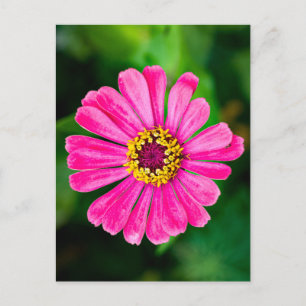 Roze Zinnia bloem Briefkaart