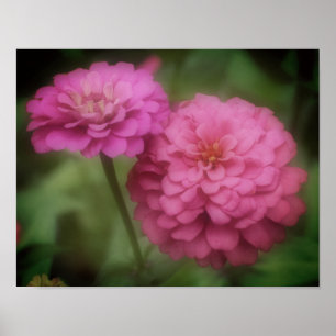 Roze zinnia-bloem poster