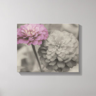 Roze Zinnia-bloemen in zwart-wit Canvas Afdruk