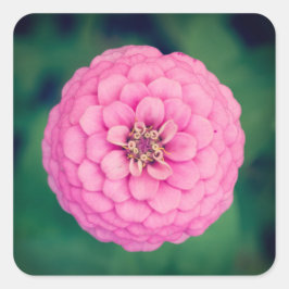 Roze Zinnia bloemenvierkante Stickers