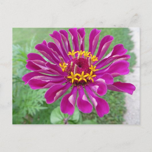 Roze Zinnia Briefkaart (Voorkant)