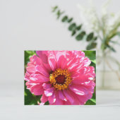 Roze Zinnia Briefkaart (Staand voorkant)