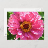 Roze Zinnia Briefkaart (Voorkant / Achterkant)