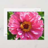 Roze Zinnia Briefkaart (Voorkant / Achterkant)