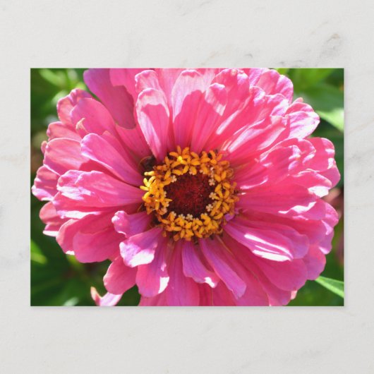 Roze Zinnia Briefkaart (Voorkant)