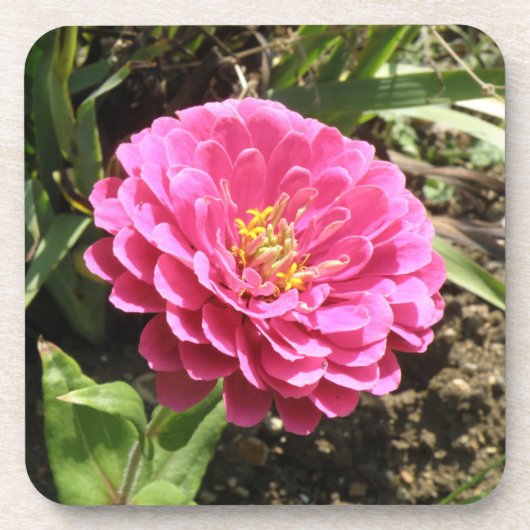 Roze Zinnia Cork Onderzetter (Voorkant)