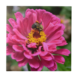 Roze Zinnia en Bumble bee Tegeltje