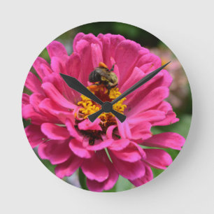 Roze Zinnia en stuntelt bij Ronde Klok