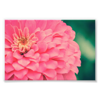 Roze Zinnia Foto Afdruk