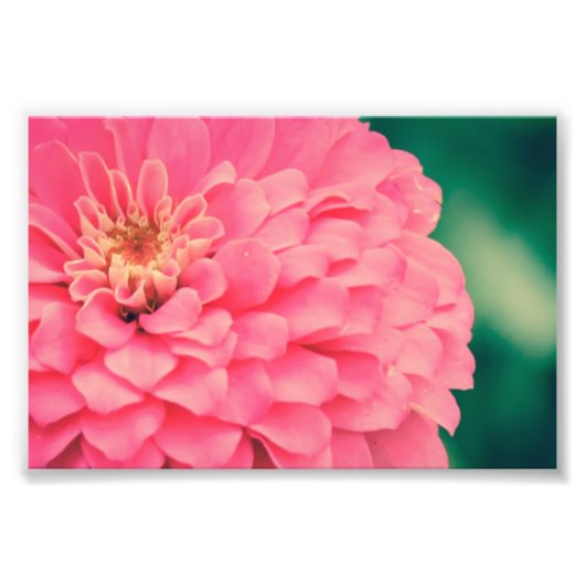 Roze Zinnia Foto Afdruk (Voorkant)