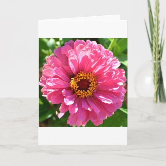 Roze Zinnia Kaart (Voorkant)