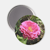 Roze Zinnia Magnet Magneet (Voorkant / Achterkant)