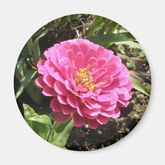 Roze Zinnia Magnet Magneet (Voorkant)