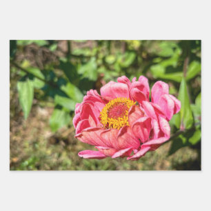Roze Zinnia met Geel Centrum Inpakpapier Vel