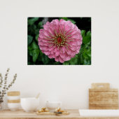 Roze Zinnia Poster (Keuken)