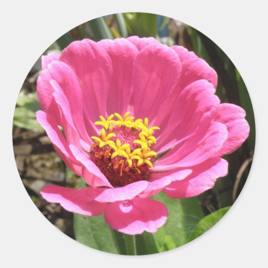 Roze Zinnia Stickers (Voorkant)