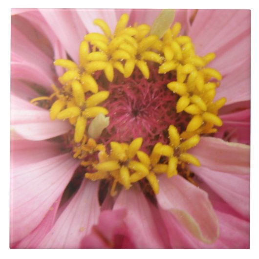 Roze Zinnia Tile Tegeltje (Voorkant)