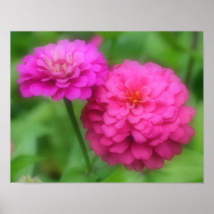 Roze zinnia ventilatorroer dicht poster
