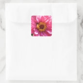 Roze Zinnia Vierkante Sticker (Tas)