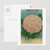 roze zinnia zaadpakket briefkaart (Voorkant / Achterkant)